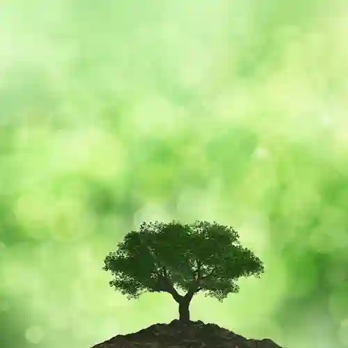 Tree Health Image
